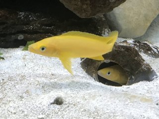Neolamprologus leleupi